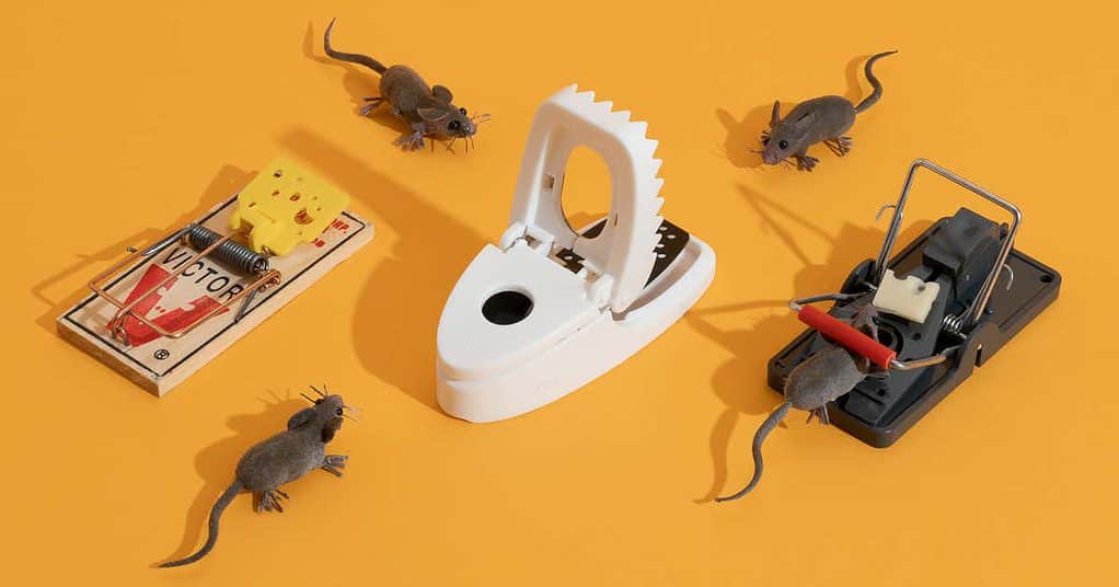 Some kinds of effective mouse traps you could use to protect your grill