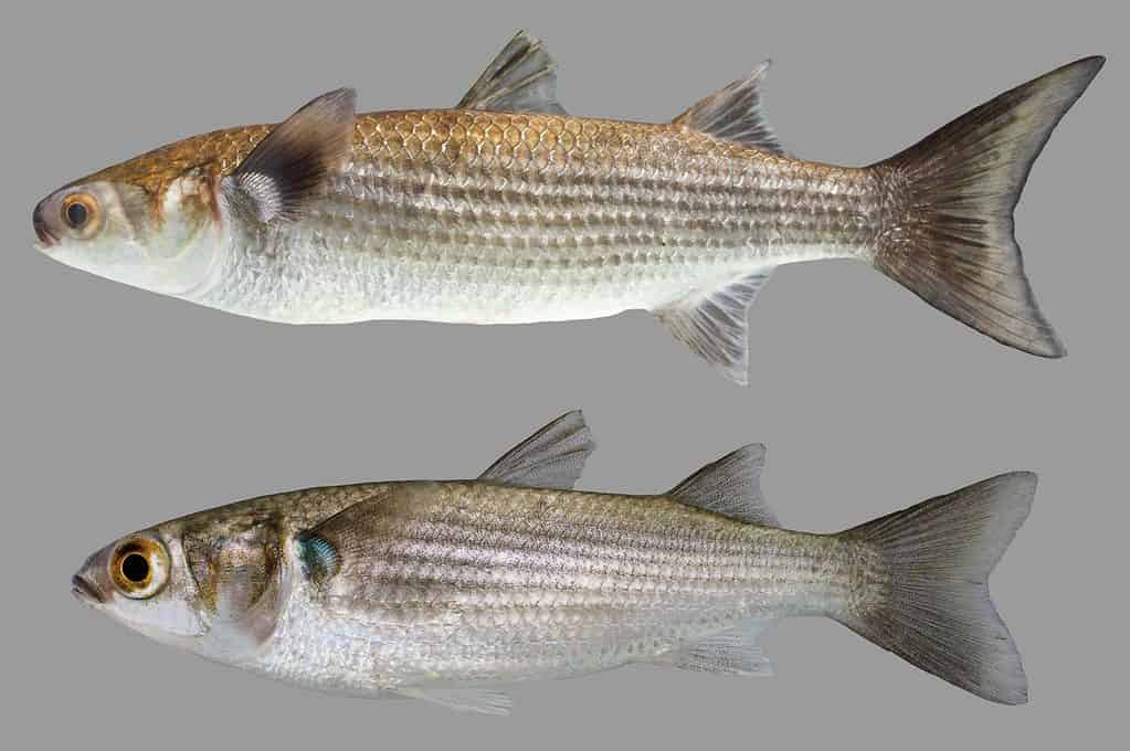 Striped Mullet - The most important ingredient for the recipe
