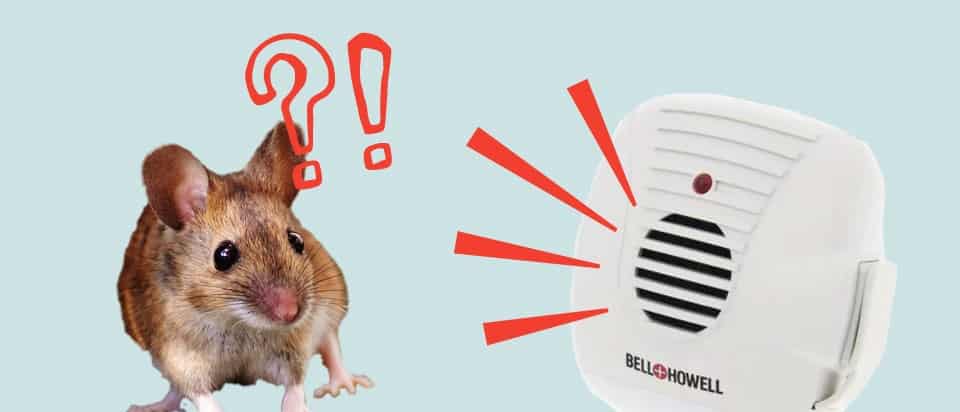 You might try an ultrasonic pest control device